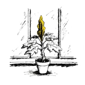 窗邊的植物(新手向)