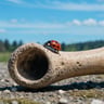 bone